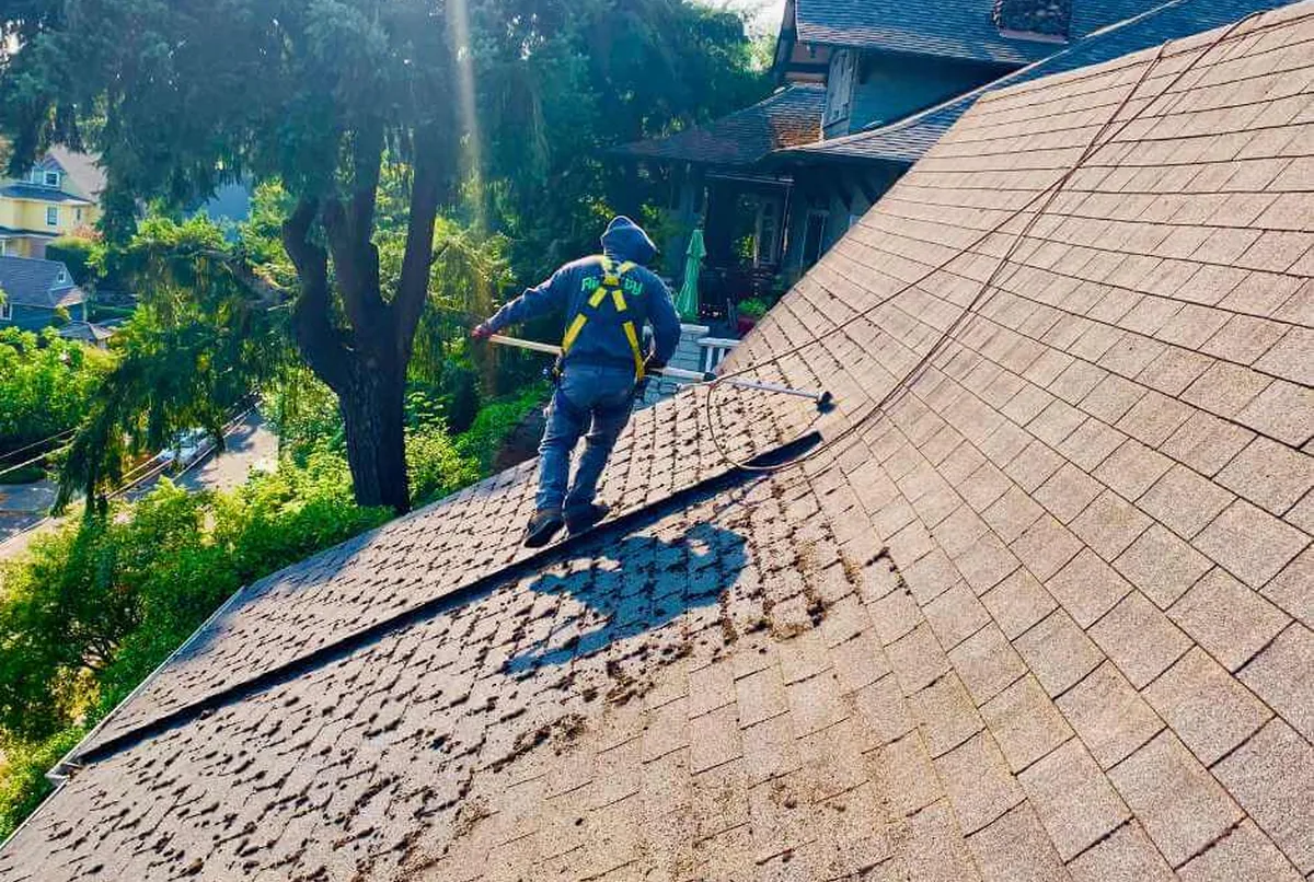 Moss lifted off shingles with clean roof surface underneath